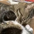 新入り子猫と先住猫の相性が良すぎた結果…あまりにも仲睦まじい『2匹…