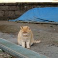 ストレスを抱えた猫に起こり得る『心の病気』4選　予防のためにできる…
