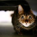 猫が『家具の中や隙間』に入ろうとする理由5選　どんな目的があるの？…