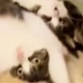 2匹の猫が『ストーブ前を取り合っている』と思ったら…まさかの『可愛すぎ…