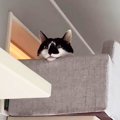 『猫のための家』を建ててみた結果…DIYした猫用家具の発想が"天…