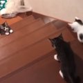 「おーい！おいでよ！」階段を上る勇気が出ない子猫が悶えるほど可愛い