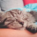 猫が飼い主に顔を埋めるのはどうして？４つの理由