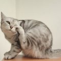 猫がいる部屋に『ノミ』が発生したときの対処法4選　警戒すべき侵入ルート…