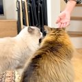 お客さんを出迎える２匹のネコ→あいさつをして…思わず微笑んでしまう『お…