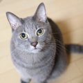 猫が飼い主にお願いしていること６つ