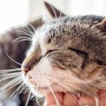 猫と暮らすと健康になる？血圧が下がる、アレルギーを抑制…科学的根拠…