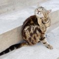 猫にも人にも脅威となる『重症熱性血小板減少症候群（SFTS）』主な症状や…