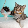 猫を夢中にさせる『大好きな物』3つ　虜になる理由から気を付けたいポ…