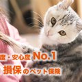 猫の保険でおすすめNo.1「au損保」とは