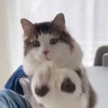 机の端から『飛び立とうとしていた猫』→飼い主に止められると…まさかの攻…