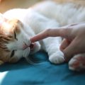 猫にとって超危険な『口内炎』の症状4つ　治療法と完治できない可能性