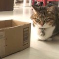 猫に『箱小さくなるドッキリ』仕掛けた結果…まさかの"良すぎる反…