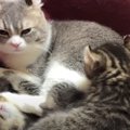 『違う、そこじゃない！』育児中のパパ猫にふりかかった珍事とは…？