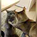 今にもケンカしそうな２匹のネコ→猫パンチをするかと思ったら…『まさ…