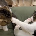 パパ猫を怒らせた息子猫！怒りのポイントは何だった？