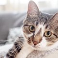 猫の『ヒゲ』が下がるのはどんなとき？知ると気持ちがわかる4つのタイミング