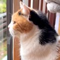 朝起きてお水を飲む三毛猫→窓辺に移動すると……尊すぎる『朝のルーティン』…