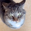 『ブラッシングしただけなのに…』ジリジリと追いつめてくる猫が可愛す…