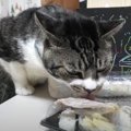 飼い主さんのお寿司の中に猫ちゃんの大好物発見！ちょっとだけおすそ…