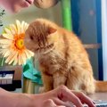 飼い主が作業するのを見ているネコ→視線が動いた次の瞬間…かまってほ…