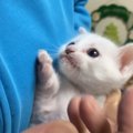 ママから全く離れずに甘えてくる生後27日目の保護子猫、尊い存在に『…