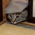 『猫用の扉からﾄﾞｩﾙﾝと出てくるネコ』ところてん並みの柔軟性に「液体…