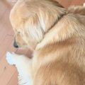 床に寝そべる大型犬→『背中』をよく見ると、乗っていたのは…尊すぎる光景…