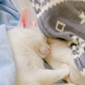 猫と『距離を縮めたいとき』にすべきこと3つ！仲良くなるための秘訣と…