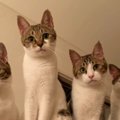 横一列に並んでカメラを見つめる『4兄弟の猫』→子猫時代を見てみると……尊…