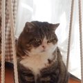 『ブランコに乗っている猫』→遊んでいるのかなと思ったら…まさかの『…