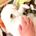 ママに撫でられてうっとりする猫→パパも参加すると…切なすぎる『態度の豹…
