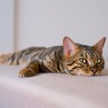 愛猫が『てんかん』になったら　主な症状や原因となる病気、予防法を解説