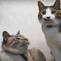 首輪のトレーニング！猫ちゃんたちは慣れてくれたかな？