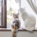 『孤独を感じている猫』がみせるサイン5選　寂しさの原因から和らげるため…