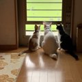 猫の『多頭飼い』あるある１０個