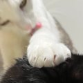 そっとお姉ちゃん猫の頭に手をのせた弟猫→お姉ちゃん猫の『表情』を見…