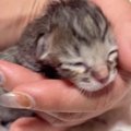 産み落とされてから『24時間も放置された赤ちゃん猫』→ギリギリのとこ…