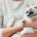 猫が『腕にしがみつく』のはなぜ？5つの意味