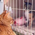 保護された『新入り子猫』に先住猫が見せた『優しすぎる対応』…あまりにも…