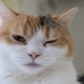 愛猫があなたとの暮らしに『大満足♡』しているサイン4選　飼い主冥利に尽…