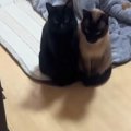 ストーブをつけると、『2匹の猫』がすぐにやって来て……『可愛すぎる瞬…