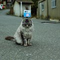 猫島が抱える問題に私たちができる協力