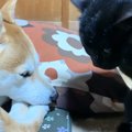 眠れない様子の黒猫が、大好きな犬のそばへ移動すると…まさかの『尊すぎる…