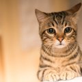 猫を『無意識に傷つけている』5つのNG行為