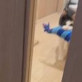 部屋の奥から歩いてきた猫→ドアの前まで来ると…飼い主さんに見せた『可愛…