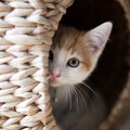 猫の『人見知り』を軽減するための3つのステップ　無理させず、少しず…