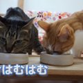 食いしん坊猫ちゃん、ご馳走を目の前にフライング！