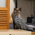 荷物を隠した猫vs取り調べを行う猫　賢すぎる解決方法に絶賛の声続々…