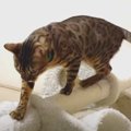 キャットタワーが倒れた！？それぞれ反応が違う猫さんたち